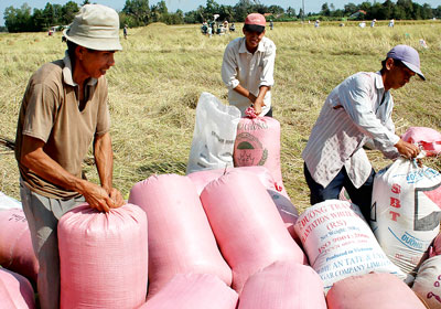 Over VND7 6 trillion disbursed to buy rice for reserve